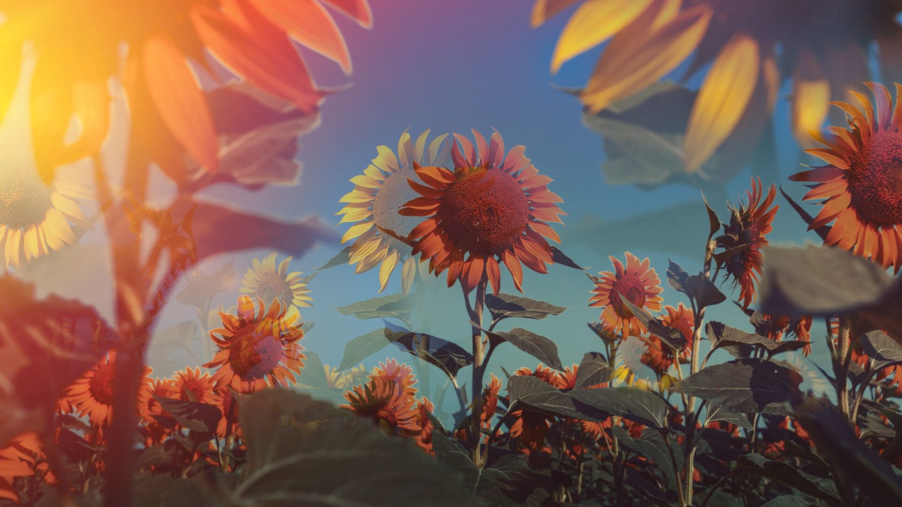 Reaching for the sun