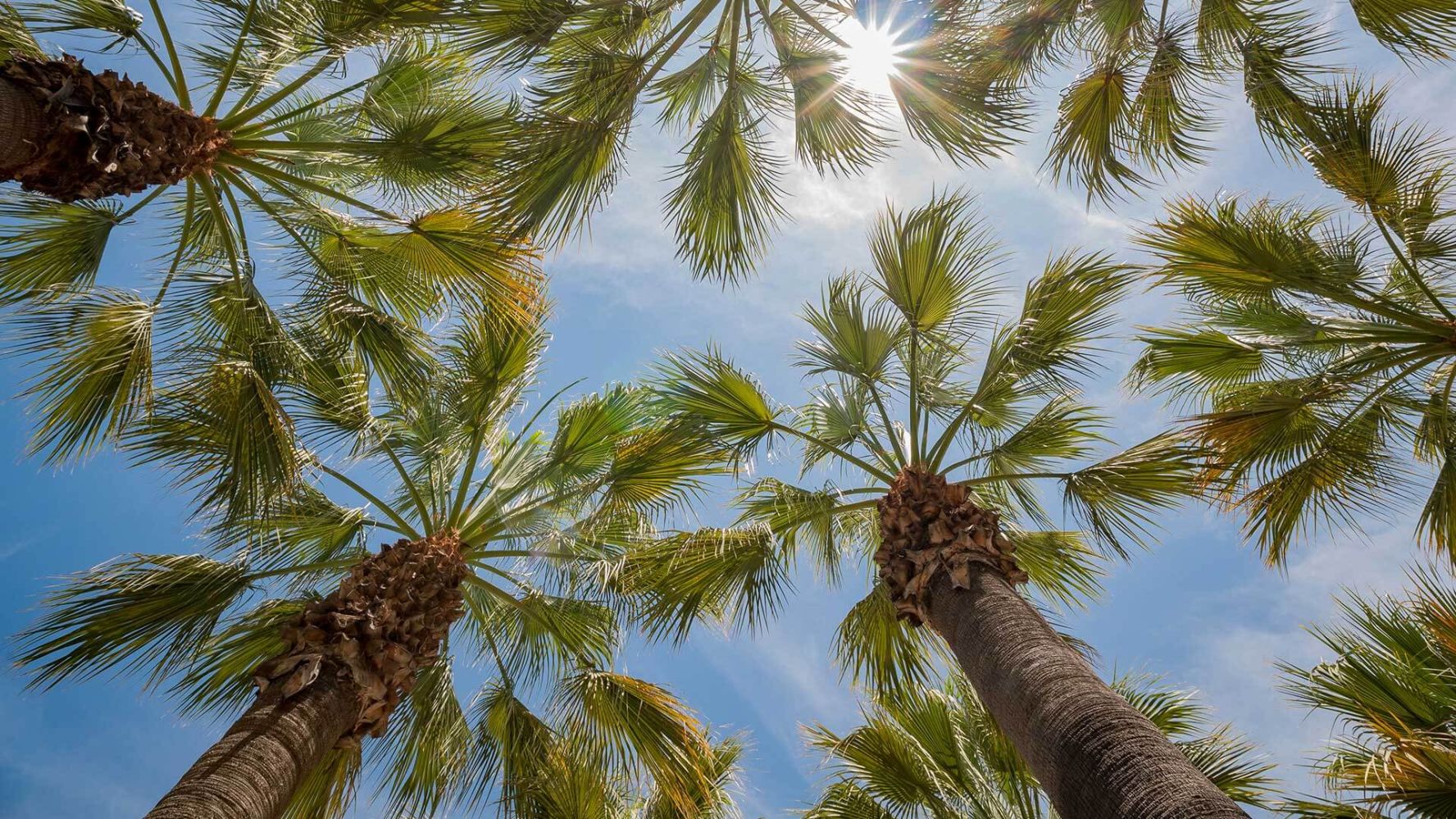 Mighty palms from little dates grow